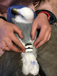 Looking down into someone's lap, where two hands still a bird with a white head and tail, gray back, and yellow beak. At the base of the tail, where white tail feathers meet gray back feathers, a small white backed is visible, attached to the tail feathers with cable ties. 