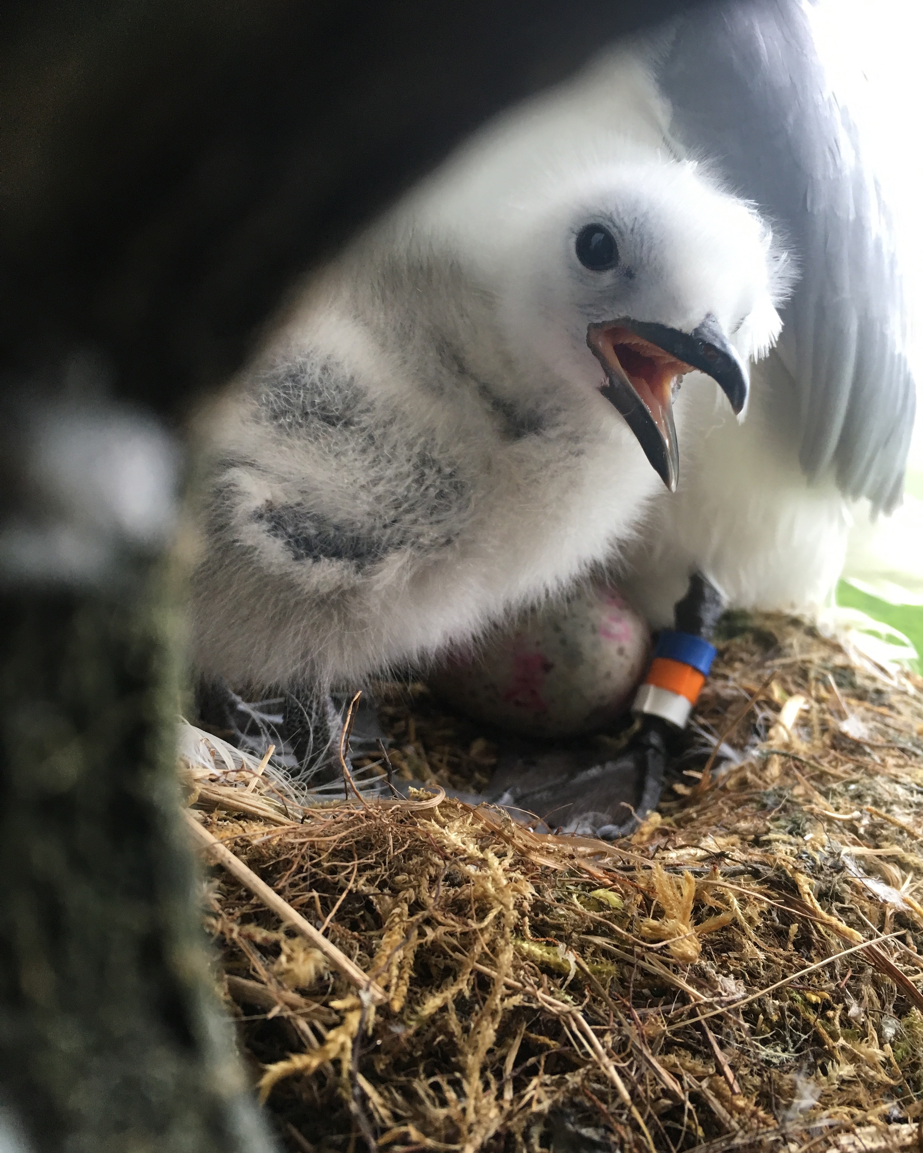 A white fluffy chicks stands with beak partially open, looking sideways at the camera. The belly and legs of a white adult kittiwake, which blue, orange and white color bands visible, can be seen behind the chick, along with a single unhatched egg. 