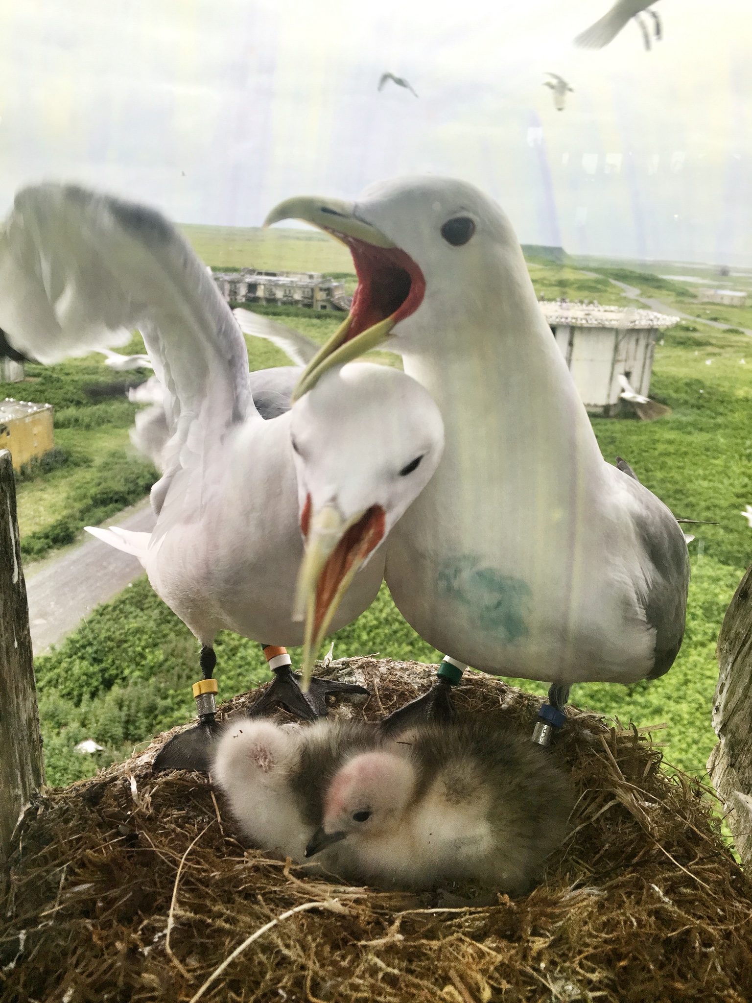 Two adult kittiwakes with beaks open (white gulls with black legs, grey wings, yellow beaks and bright orange skin inside their mouths) stand at a nest with two chicks (white, fluffy, black beaks) below them. Behind them green vegetation and other structures are visible - this nest is high up. 